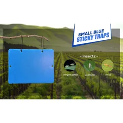 Blue Sticky Trap For Insect In Garden Farm Glue Trapfly Trapinsect ...