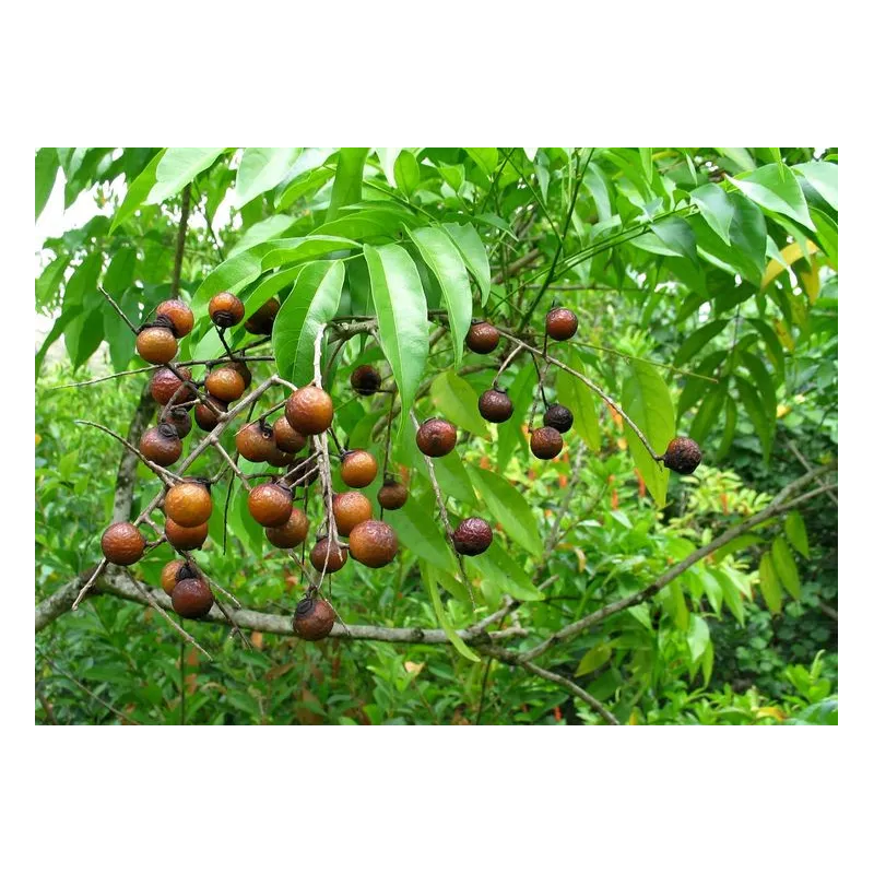 Tree Plant Seeds