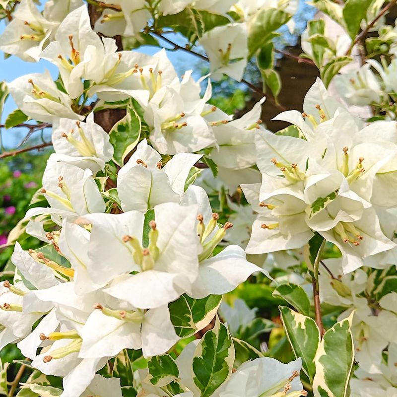 White Bougainvillea Plant | BAZODO | Elegant Paper Flower | BAZODO