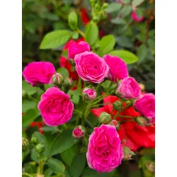 Pink Button Rose Live Plant: Blooms Year-Round | BAZODO | BAZODO