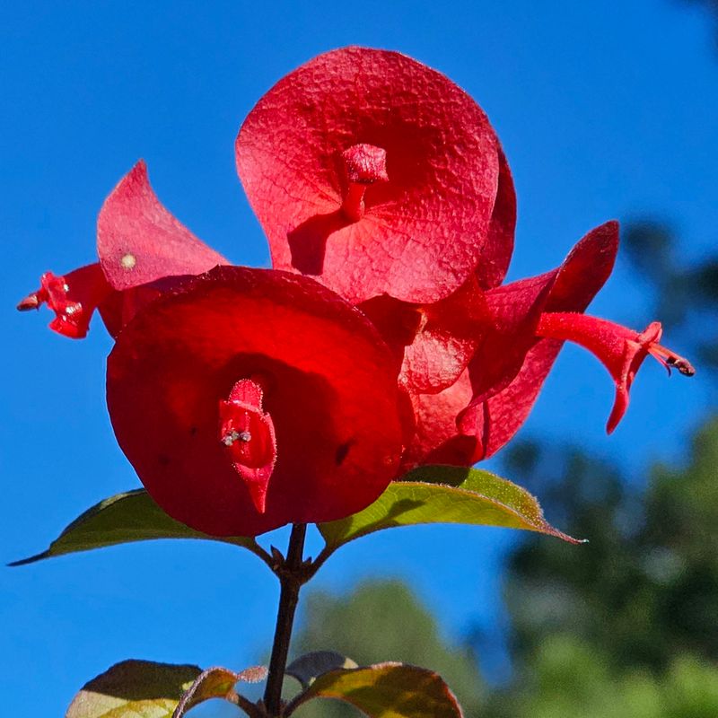 climbing garden plants Garden Sun Climbing Rose