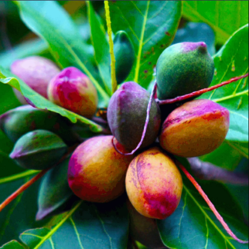 Indian Almond Live Plant: Grow Badam Tree at Home - BAZODO | BAZODO