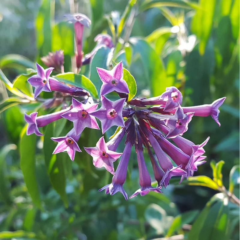 Purple Night Blooming Jasmine Plant | BAZODO | BAZODO