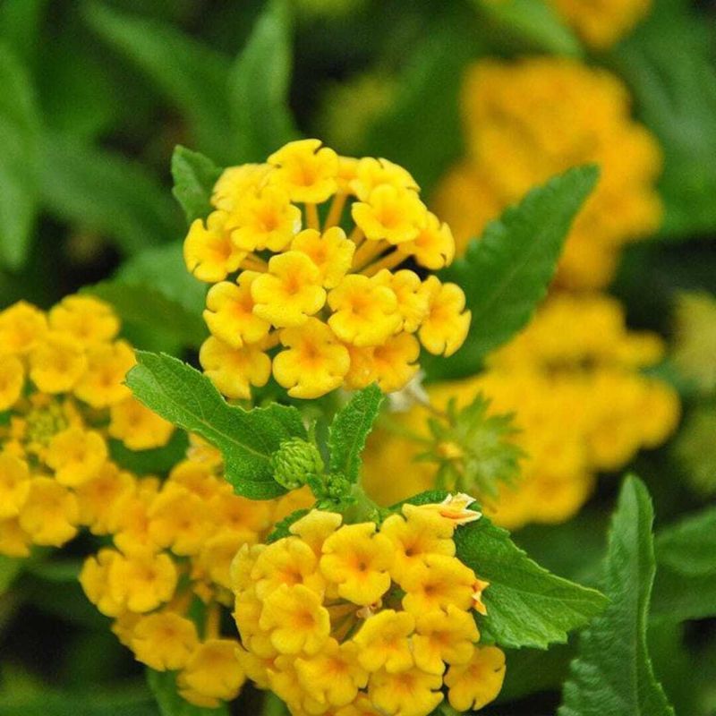 準備中　47 イラン　ルミナス Lantana Yellow Plant: All-Time Blooms | BAZODO India | BAZODO