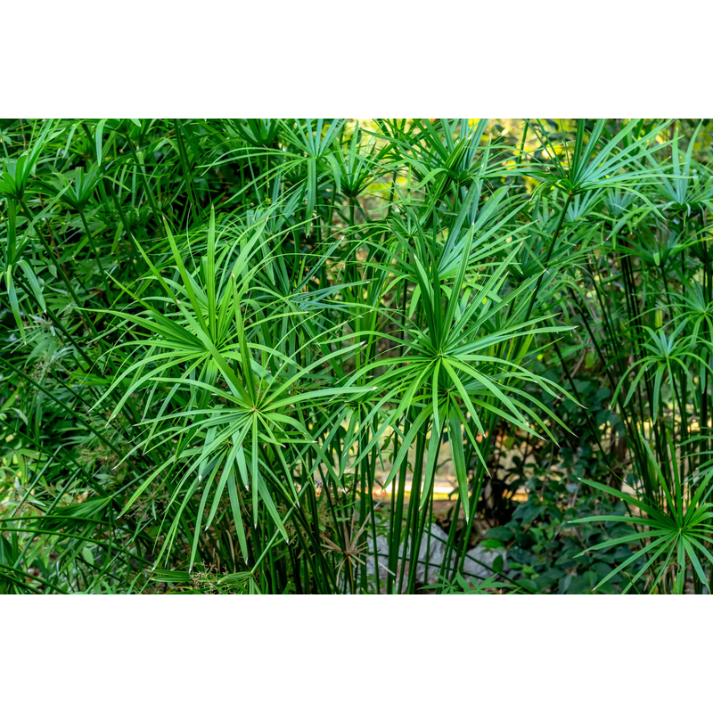 Umbrella Palm Plant - Live Indoor/Outdoor Plant | BAZODO | BAZODO