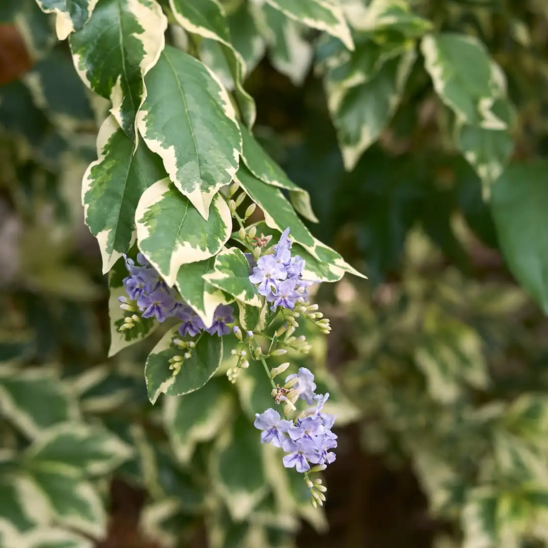 Variegated Duranta Plant - BAZODO | Vibrant Indian Garden | BAZODO