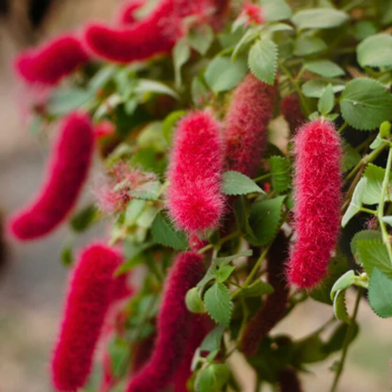 Dwarf Monkey Tail Plant - BAZODO Live Flowering Plant India | BAZODO
