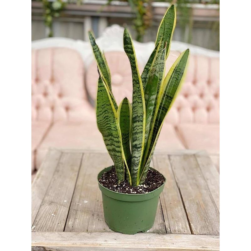 philodendron billie Philodendron 'Billie': Rare, Air-Purifying Indoor Plant – Bloombox Club  Ireland