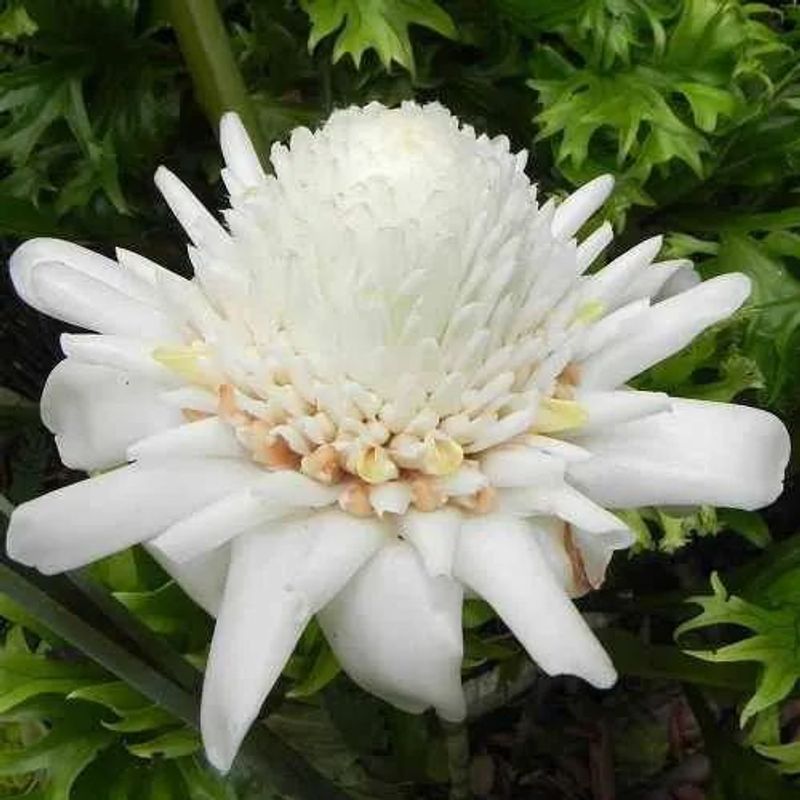 White Torch Ginger Plant - Stunning Blooms | BAZODO | BAZODO