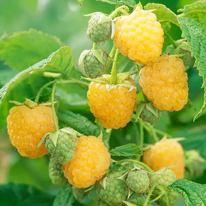 Indian Raspberry Varieties Raspberry Fruit In India