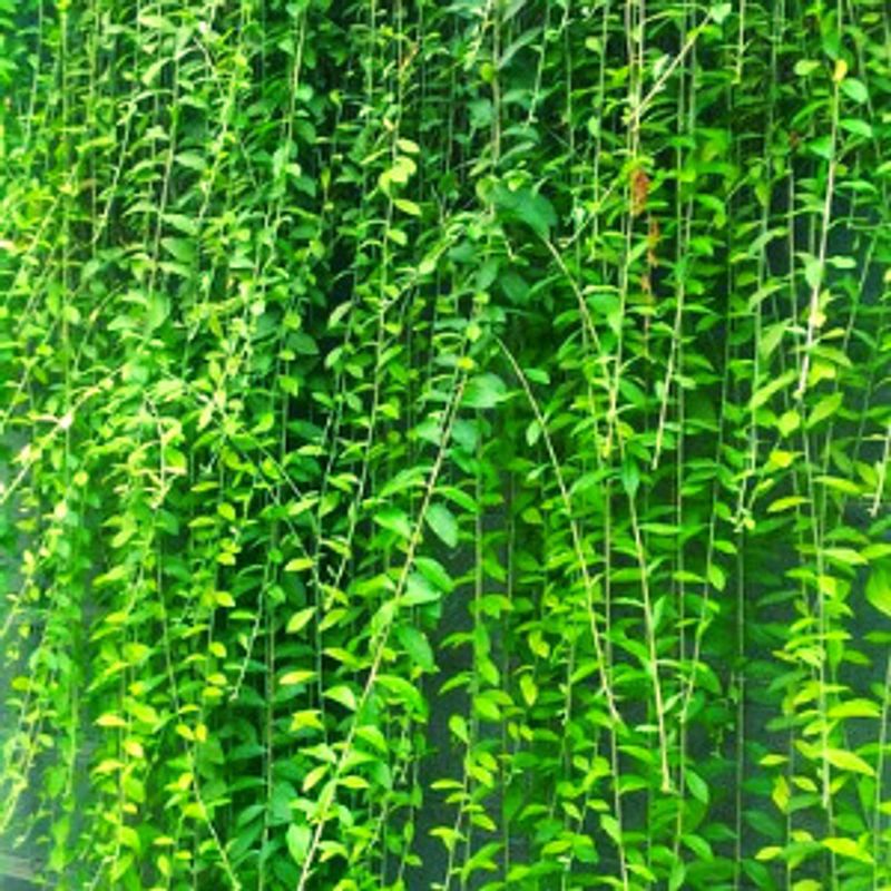 Curtain Creeper Live Plant | BAZODO - Stunning Outdoor Decor | BAZODO