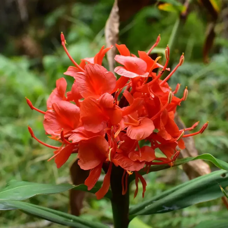 Fragrant Red Ginger Lily Plant - Live & Rare | BAZODO | BAZODO