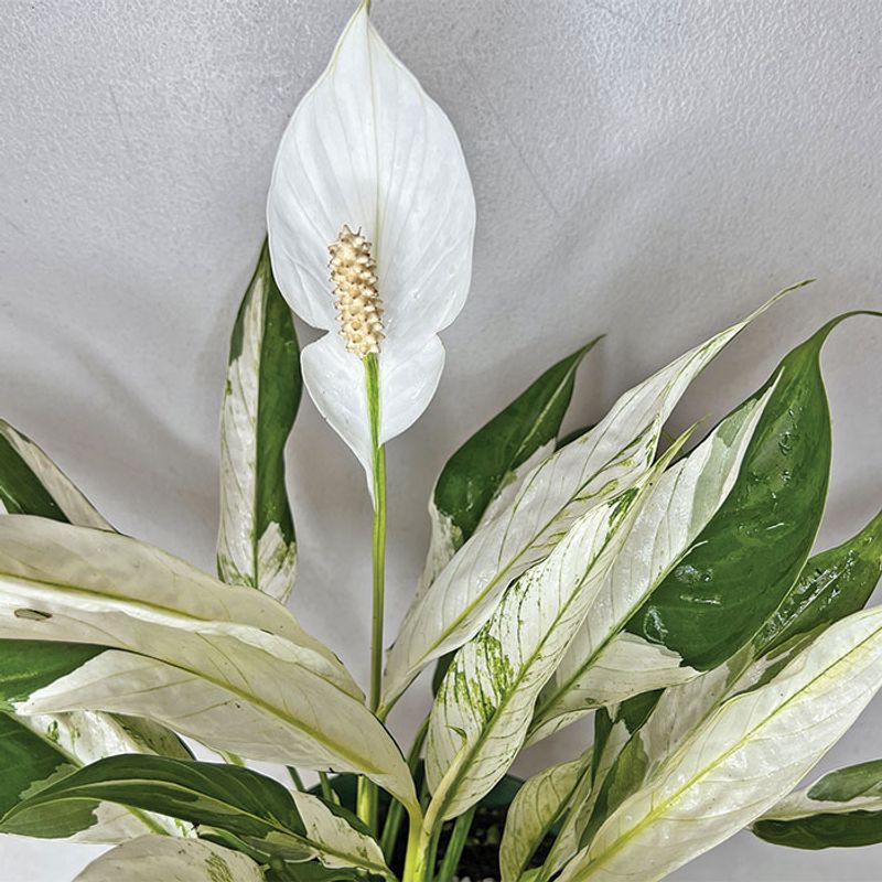 climbing philodendron bipennifolium Philodendron 'Bipennifolium' – Potclay main image 0