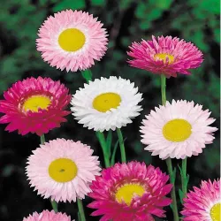 Acroclinium Roseum Flower Seeds | BAZODO